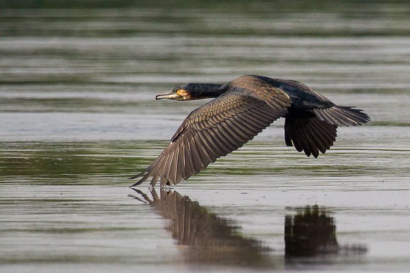 birdwatching-in-africa