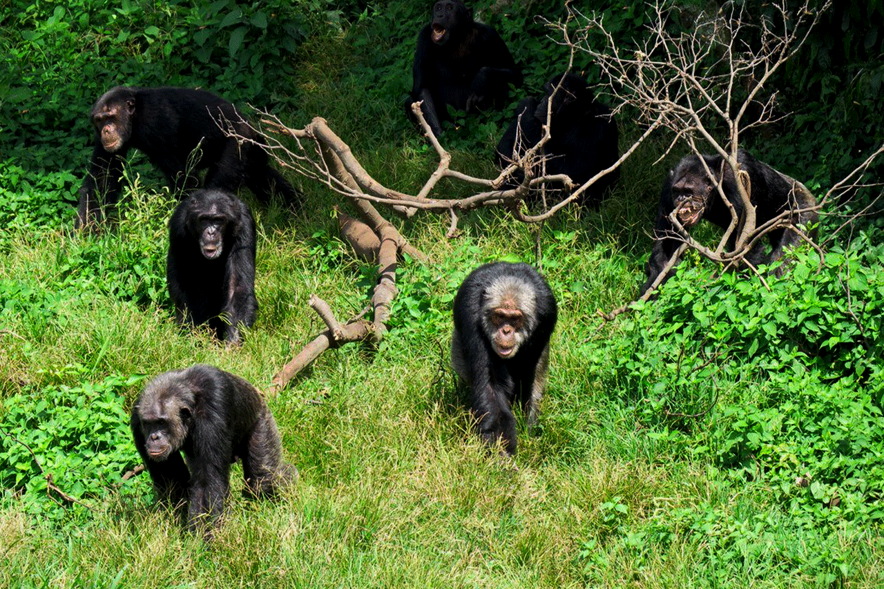 A Day at Ngamba Island Chimpanzee Sanctuary