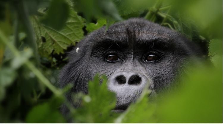 Luxury Safari Lodges in Bwindi Impenetrable National Park