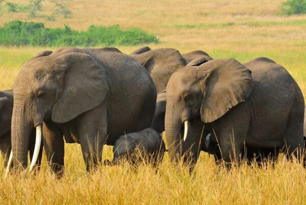 Guide to Queen Elizabeth National Park