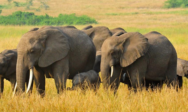 A Safari Guide to Queen Elizabeth National Park in Uganda