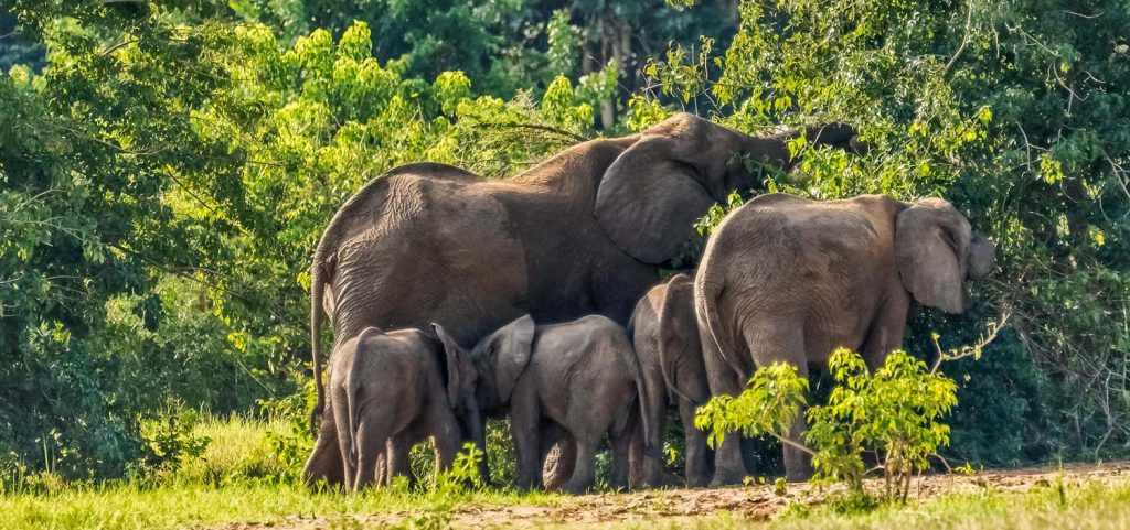 Best Game Drives in Murchison Falls National Park