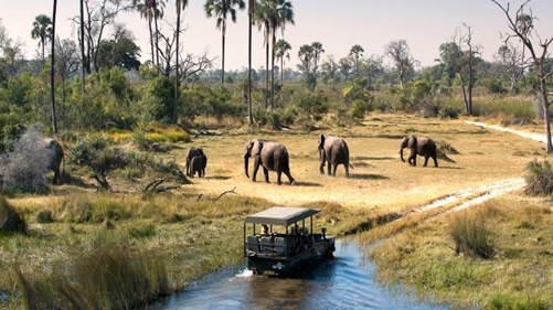 Best Time to Visit Murchison Falls for Wildlife Safaris