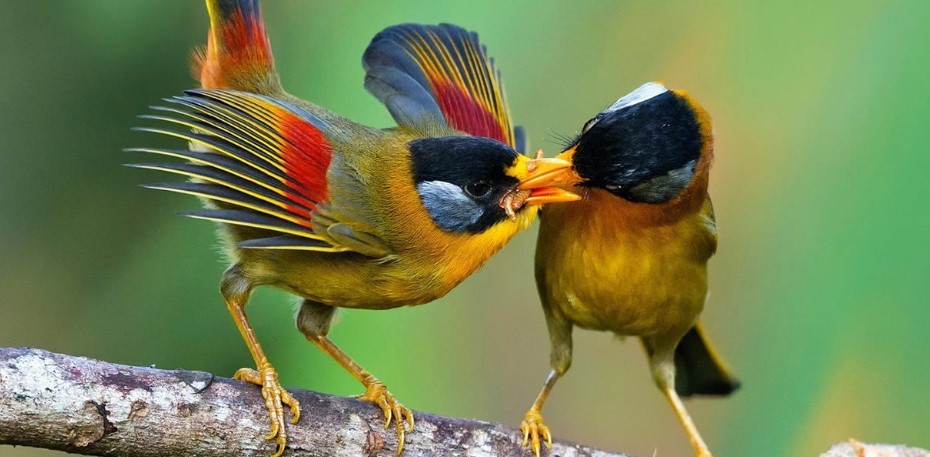 Birding Safaris in Murchison Falls National Park