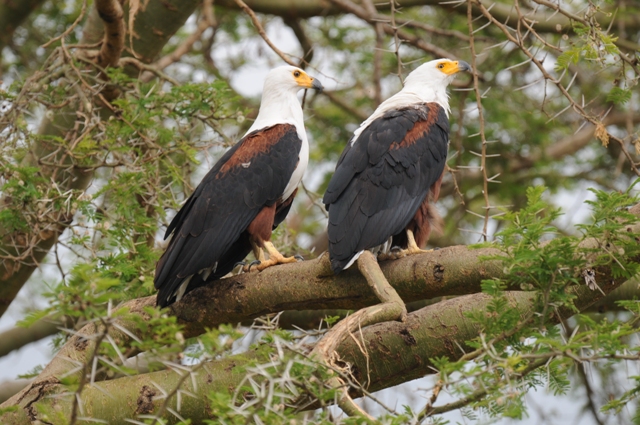Birdwatching in Queen Elizabeth: Over 600 Species to Discover