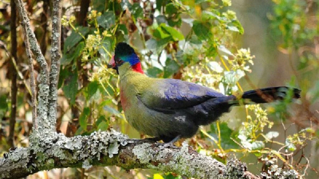 Birdwatching in Rwenzori Mountains