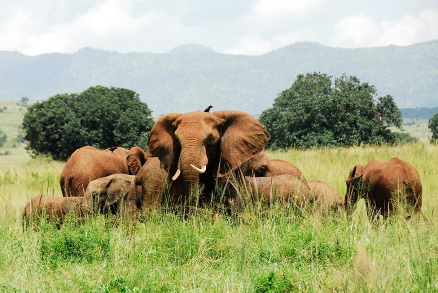Comparing Kidepo with Serengeti: Why Uganda’s Wild North Stands Out