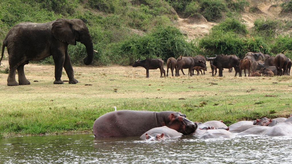 Comparing Queen Elizabeth with Murchison Falls: Which to Choose?