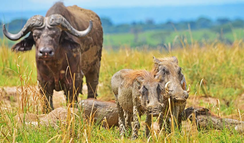 Conservation Efforts in Murchison Falls National Park