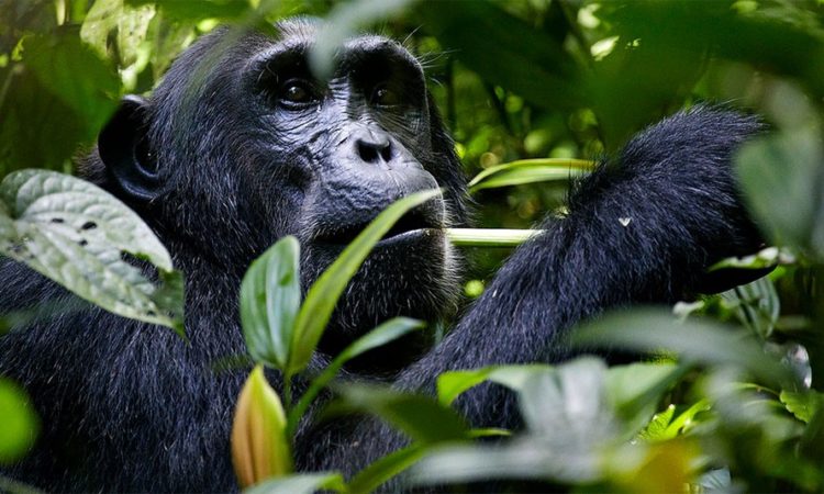 Conservation Efforts in Kibale National Park