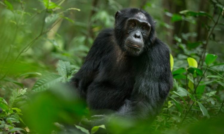 How to Combine Kibale with Queen Elizabeth Safaris