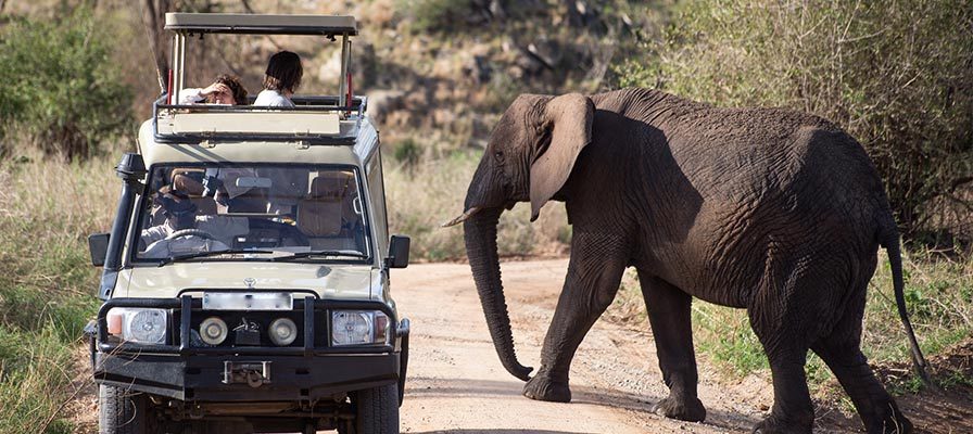How to Combine Queen Elizabeth with Gorilla Trekking Safaris