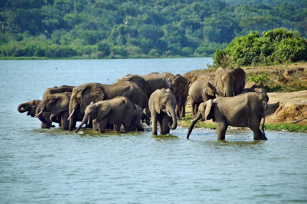 Kazinga Channel Boat Safari: Wildlife Encounters in Queen Elizabeth