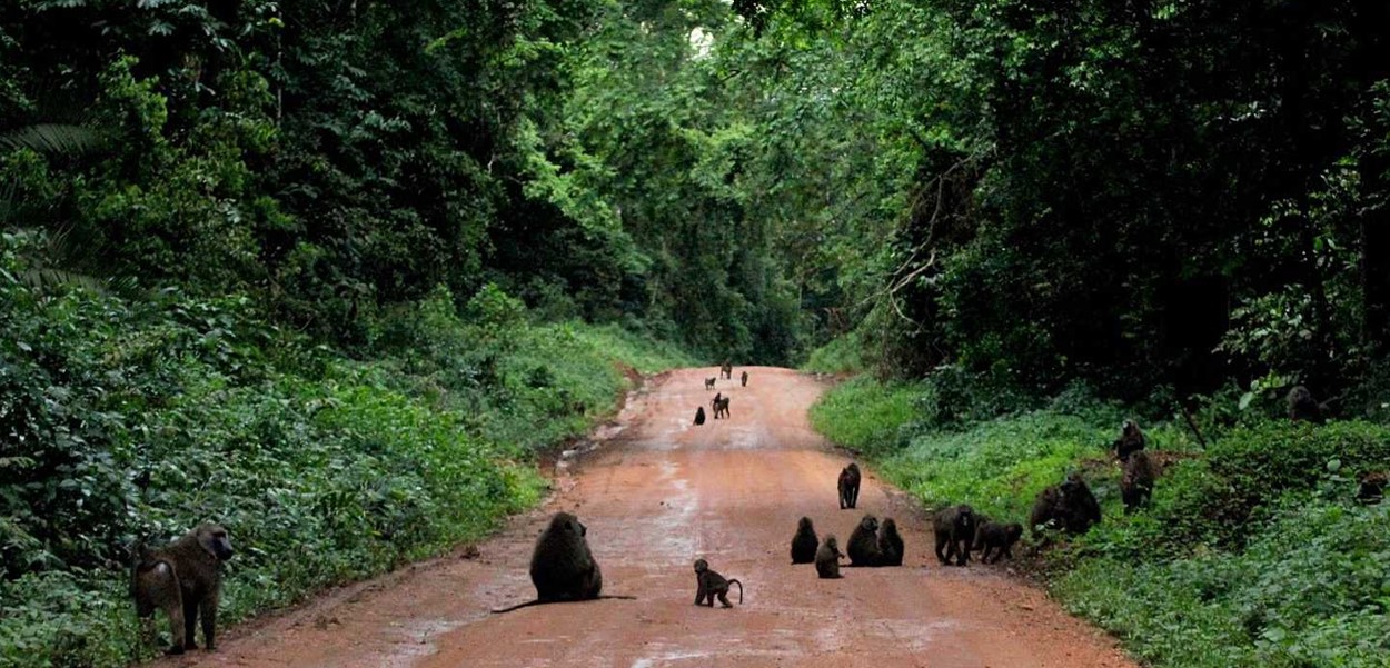 Kibale vs Budongo: Which is Best for Chimp Tracking?