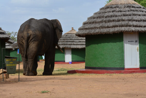 Kidepo Safari Itineraries: How Many Days Do You Need?