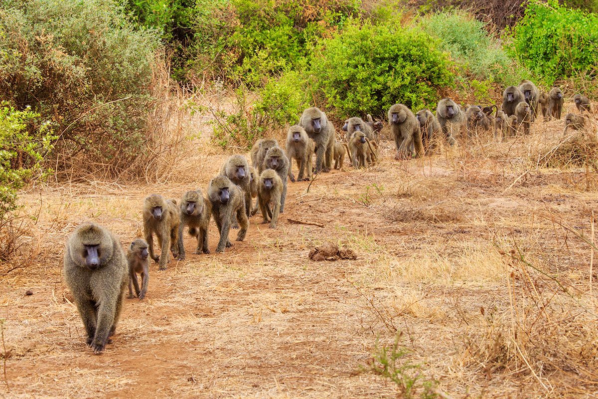 Lake Mburo vs Queen Elizabeth: Which Park to Visit?