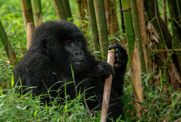 Mgahinga vs Bwindi