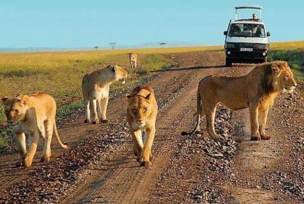 Murchison Falls National Park Safari