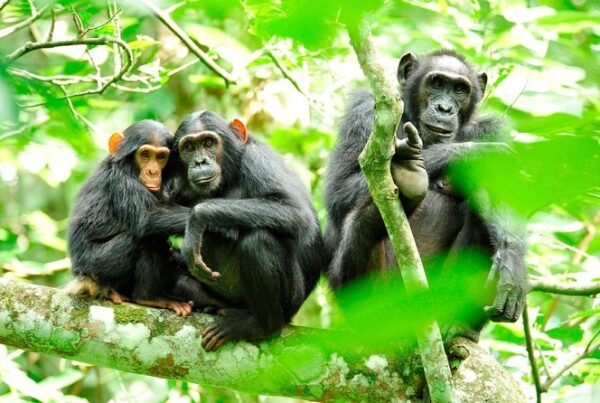 Safari in Kibale National Park