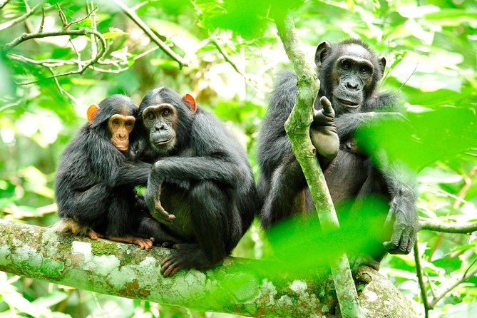 Photography Safari in Kibale National Park