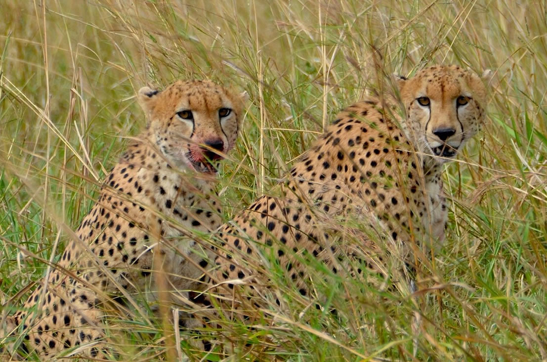 Photography Safari in Kidepo: Capturing Untamed Wilderness