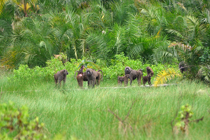 Primate Tracking in Semuliki National Park