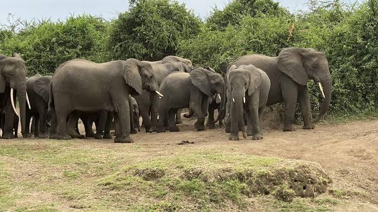 Queen Elizabeth National Park for First-Time Safari Goers