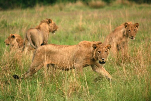 Animals to See in Queen Elizabeth