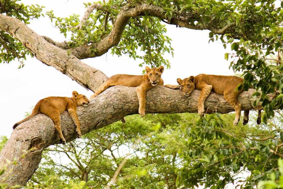 Tree-Climbing Lions of Ishasha: A Unique Safari in Queen Elizabeth