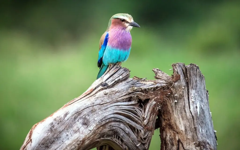 Wildlife and Birding in Mount Elgon National Park