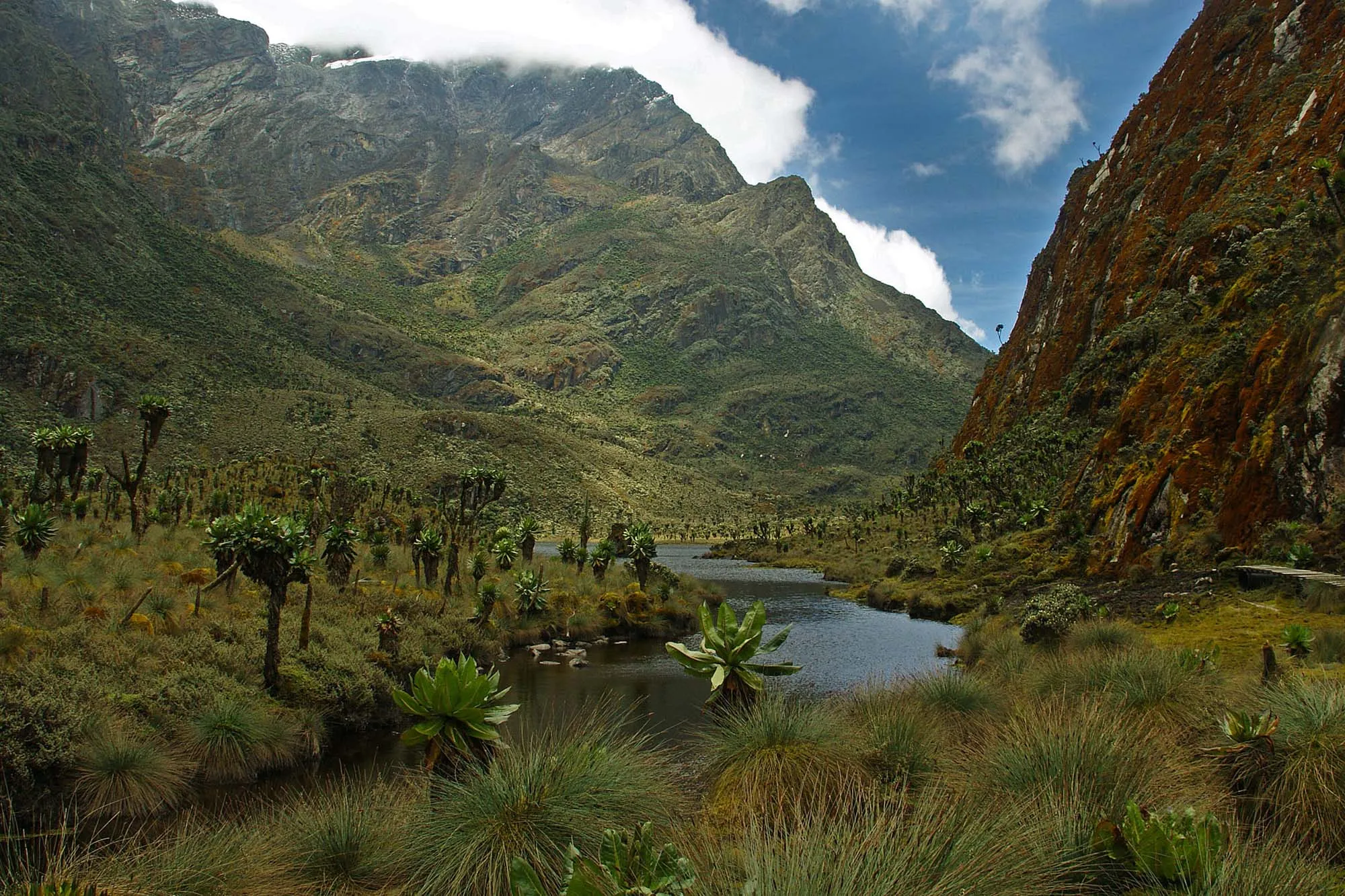 Wildlife of the Rwenzori Mountains National Park
